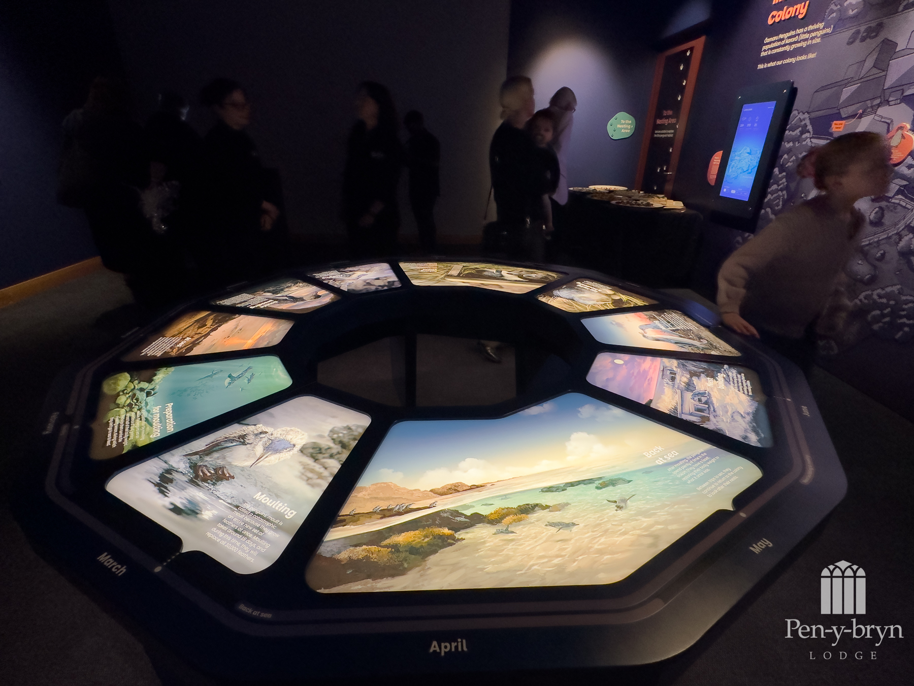 penguin life cycle display