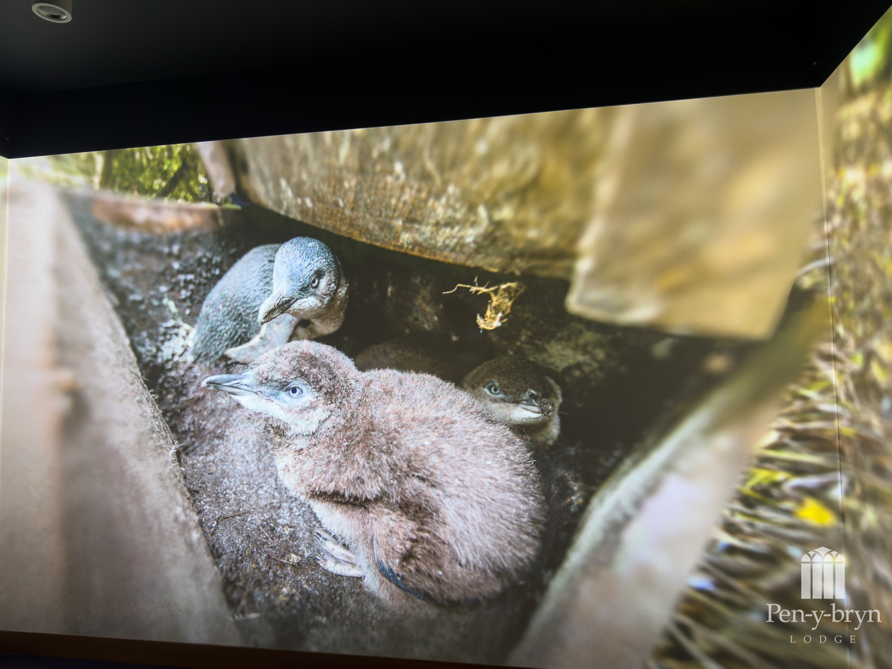 still from the introductory video