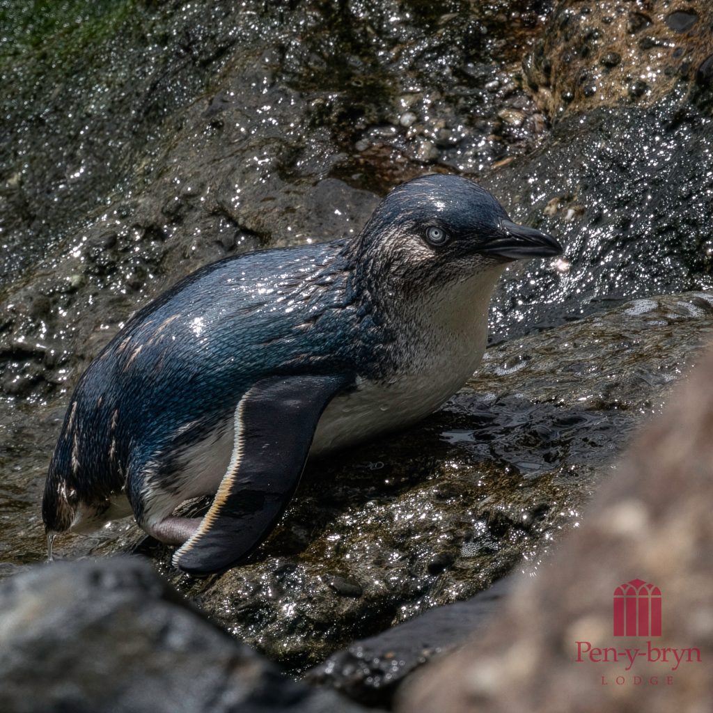 Photo of a Blue Penguin